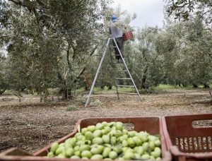 Olivenernte